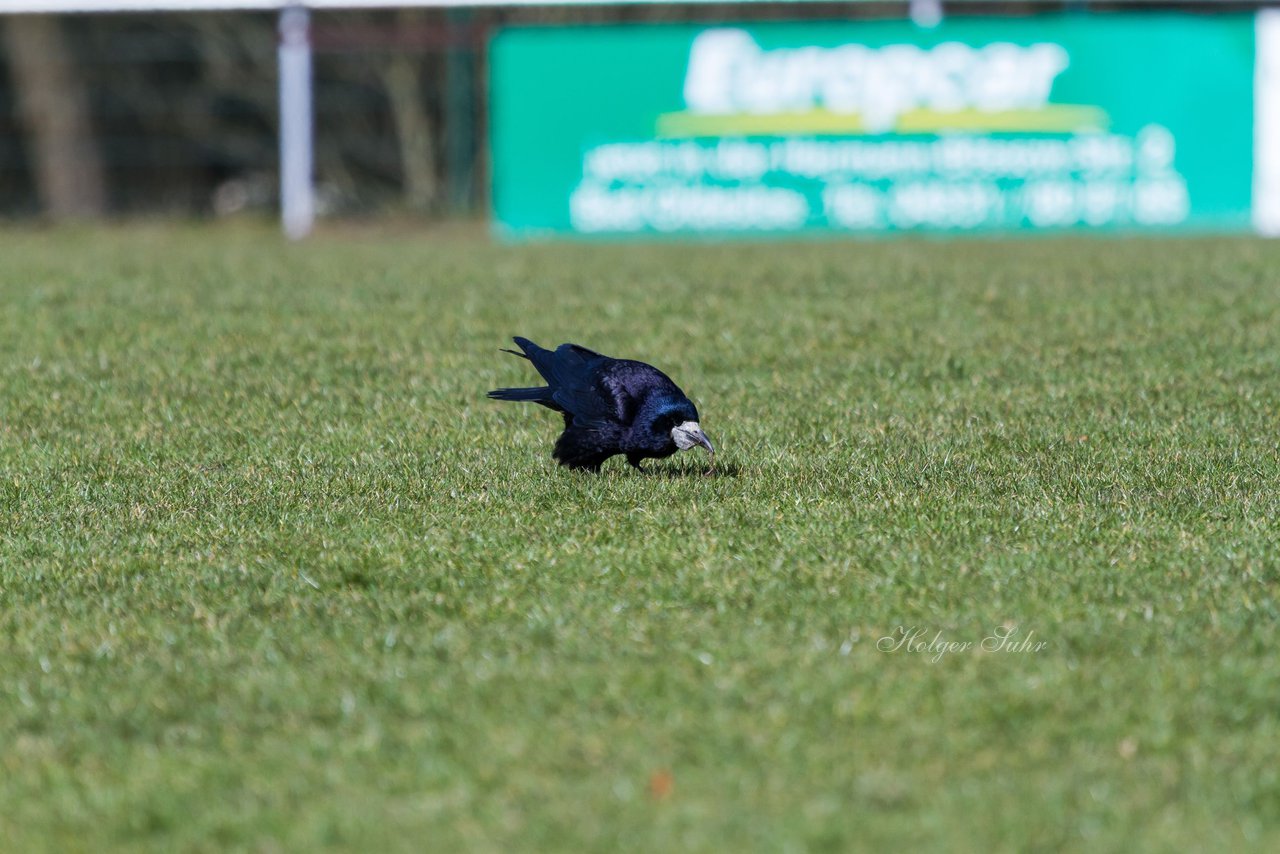 Bild 94 - B-Juniorinnen VfL Oldesloe - Krummesser SV _ Ergebnis: 4:0